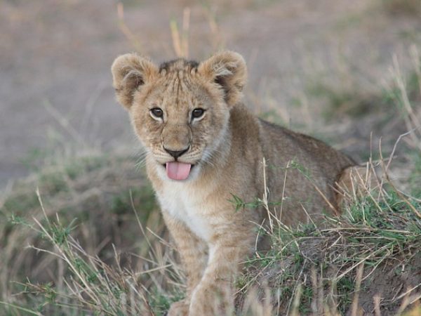 11 Days Ultimate Wildlife Experience