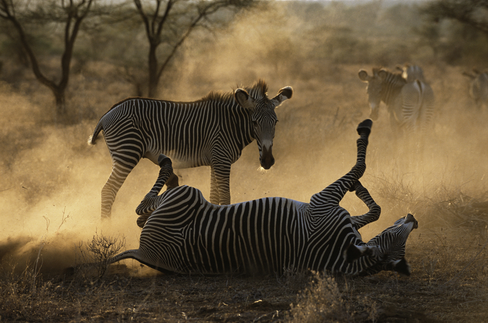 Grevy's zebra rolling in dust at dawn (Equus grevyi), Samburu National Reserve, Kenya