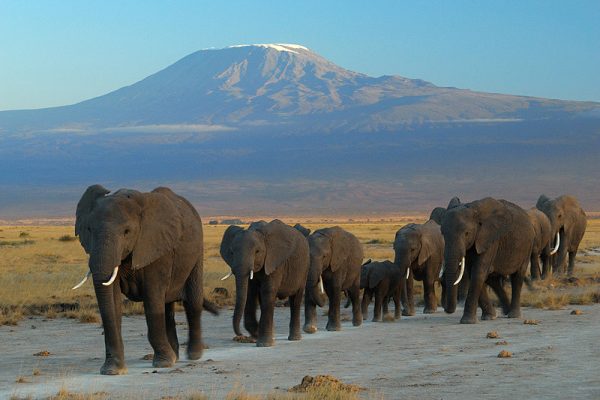 3 Days Amboseli Safari
