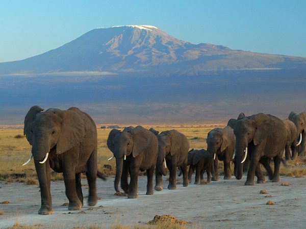 3 Days Amboseli Safari