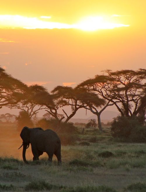 7 Days Kenya Big Cat Photo Safari