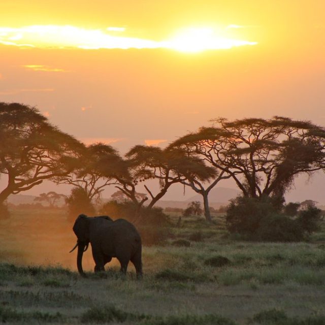 7 Days Kenya Big Cat Photo Safari