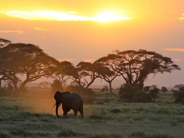 3 Day Amboseli Elephant Country Safari