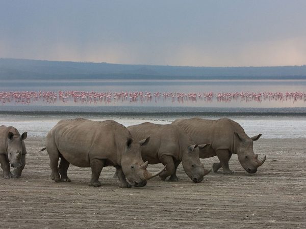 7 Day Kenya Safari From Lamu