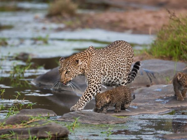 8 Days Best Of Kenya Classic Safari