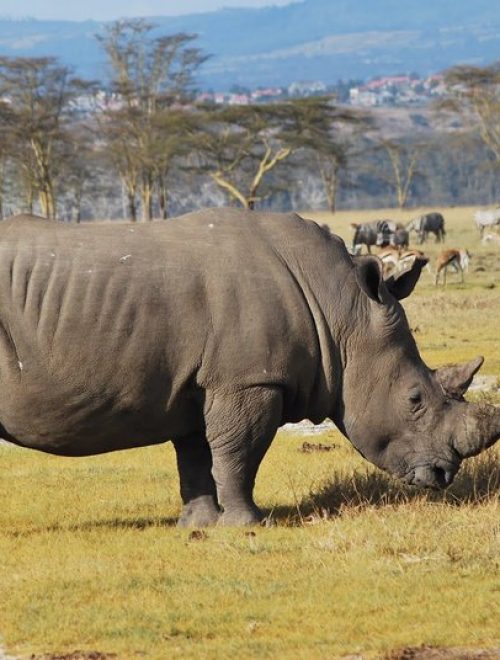 Lake Nakuru National Park Daytrip