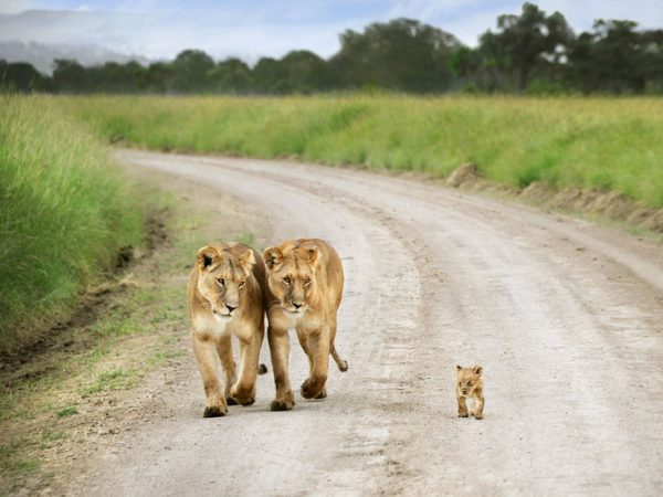5 Day Mara Migration Safari with a Tour of Lake Nakuru