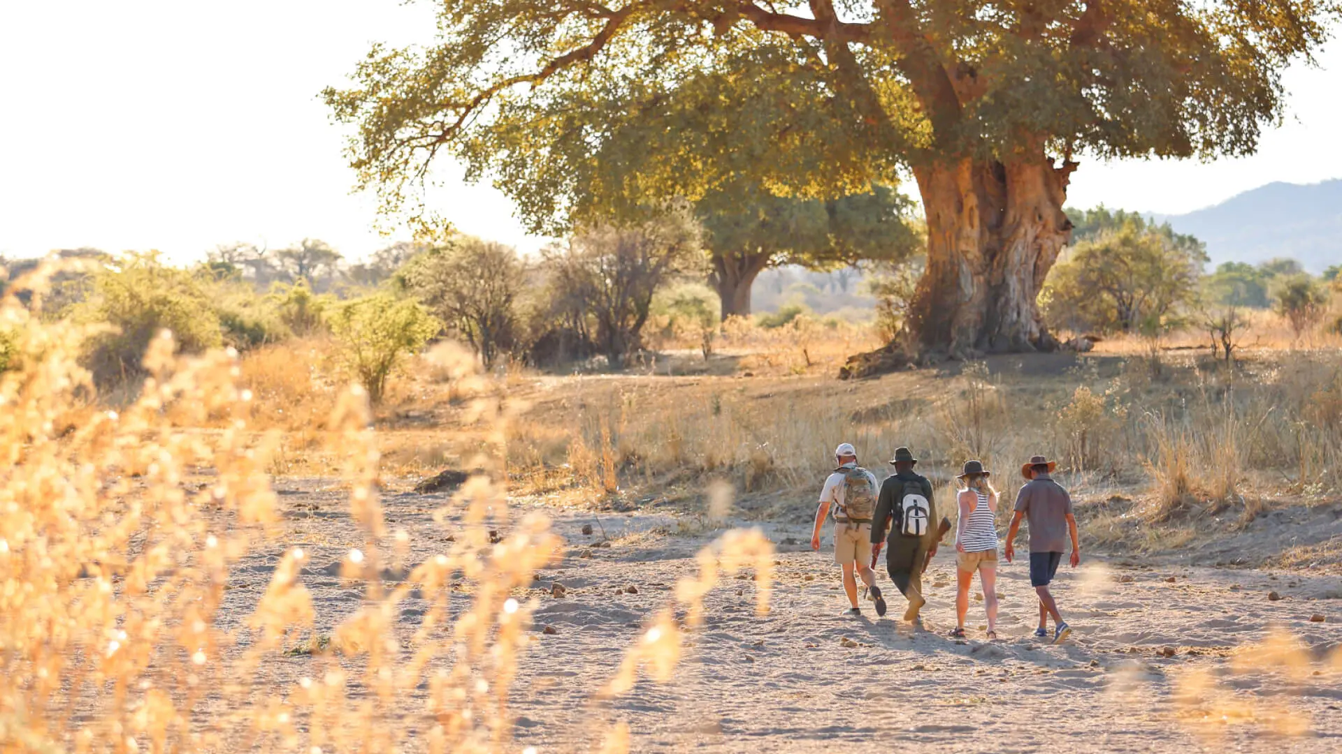 Guided Bush Walks