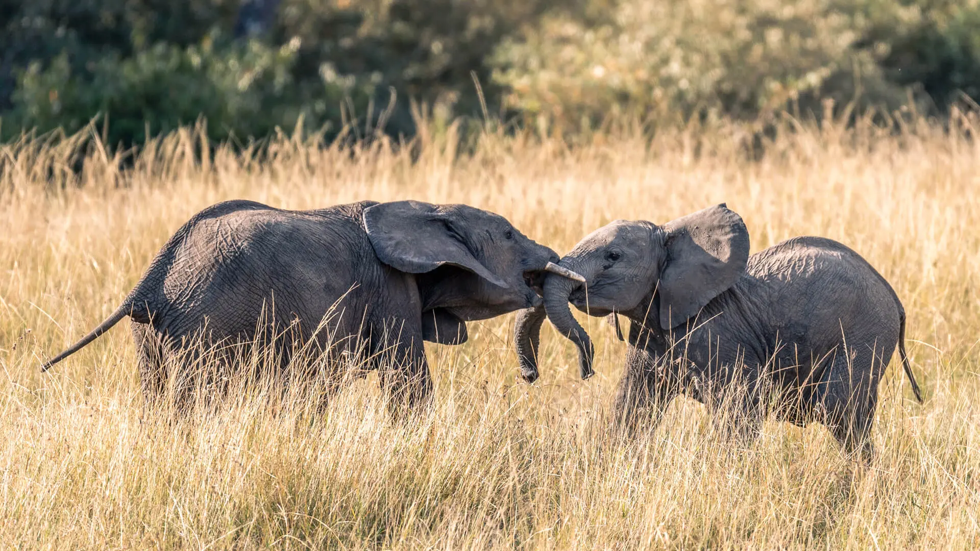 Samburu National Reserve