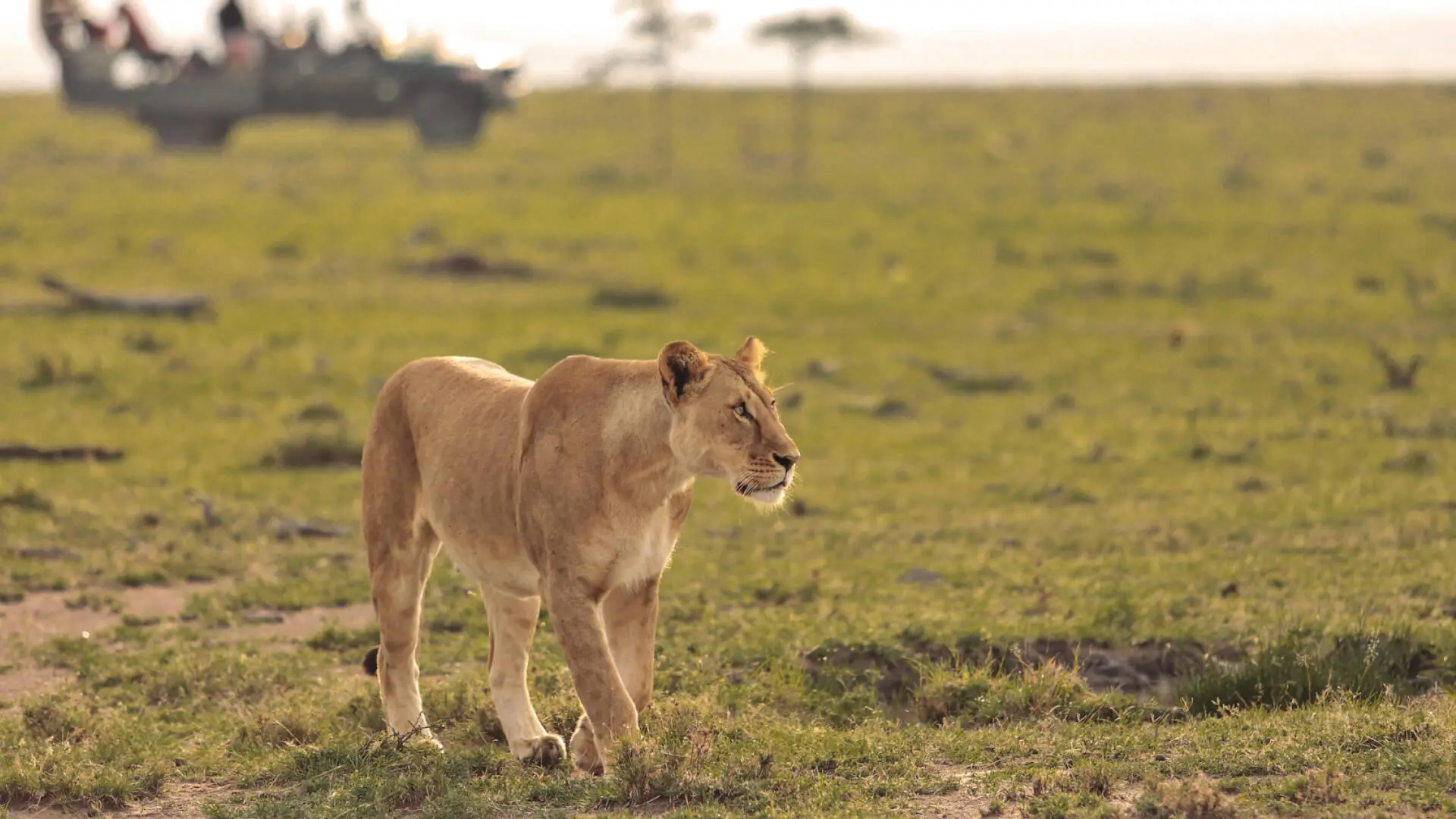 Lioness on the Mara plains
