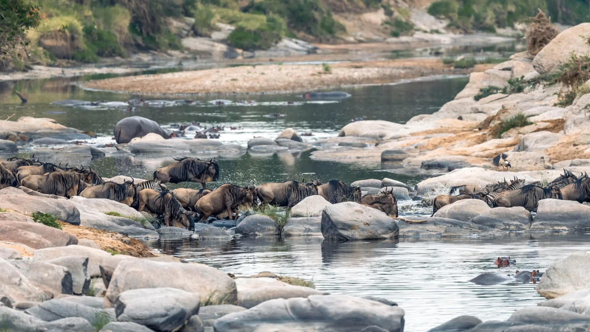 Wildebeest crossing in the Masai Mara