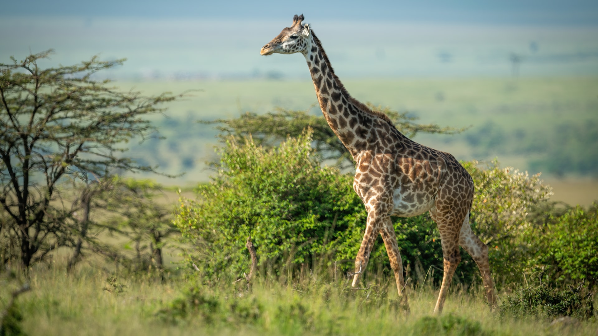 Iconic wild destinations