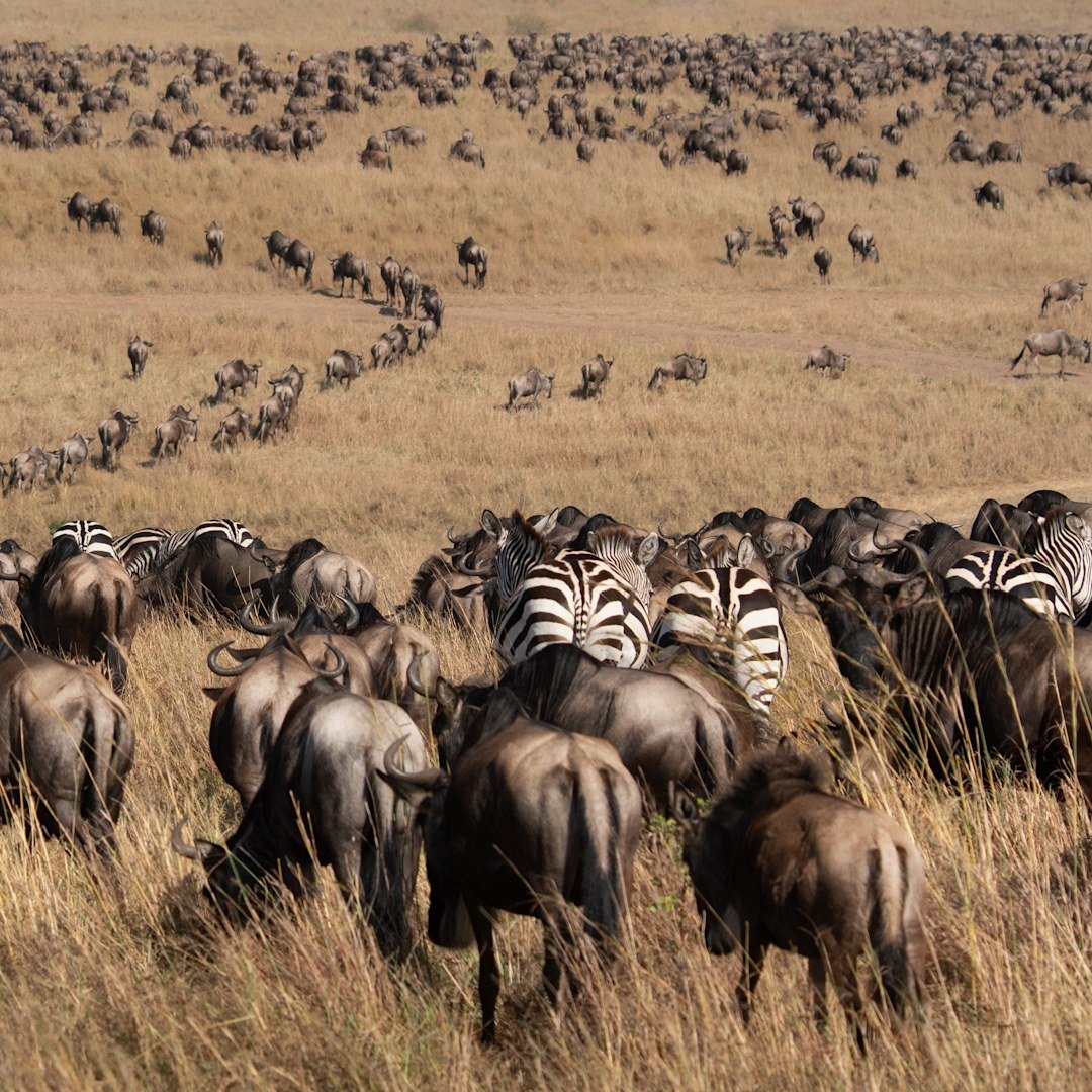 The Migration