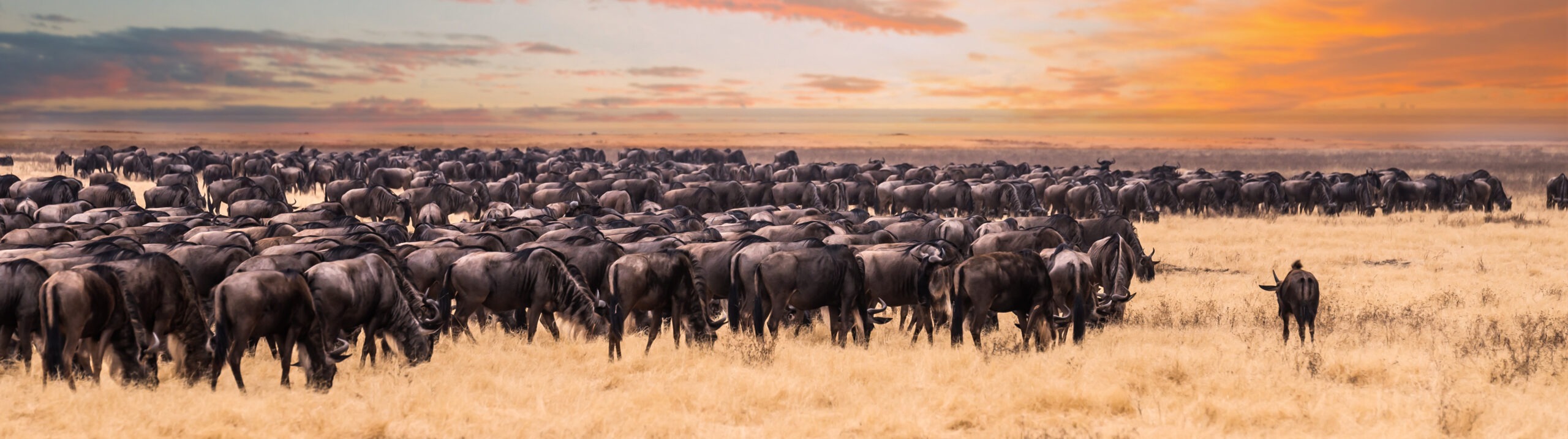 Serengeti