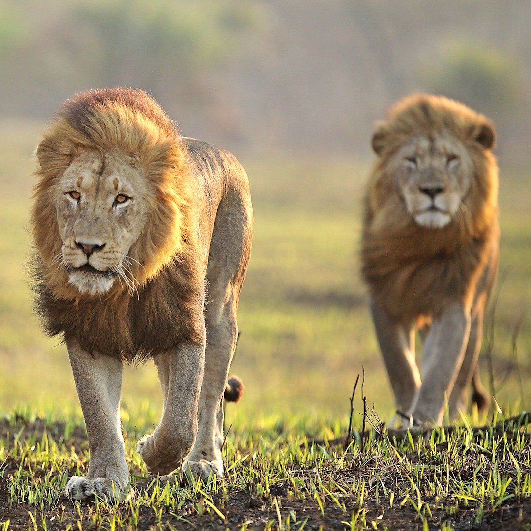 Lion