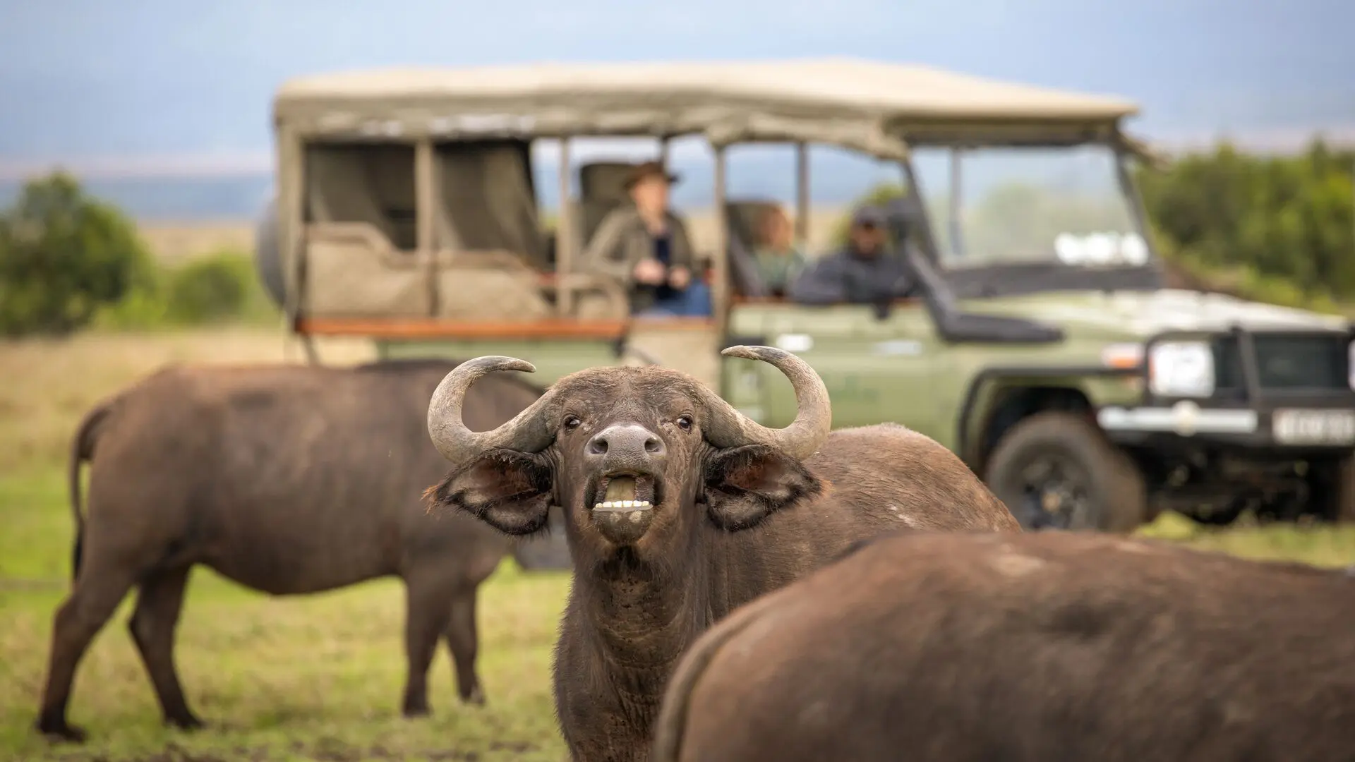 Game drive, buffalo