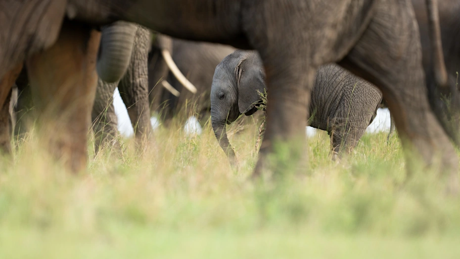 Serengeti Tanzania