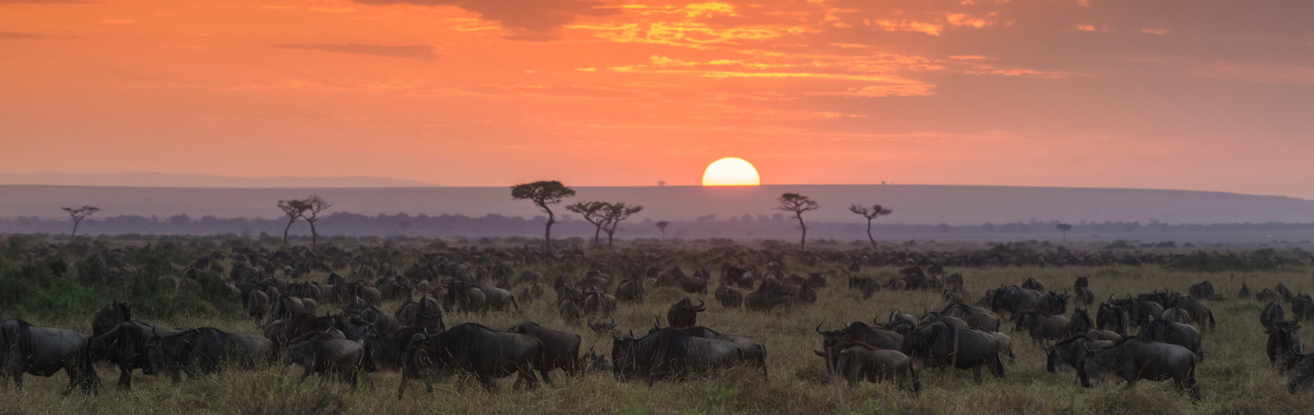 Migration crossing