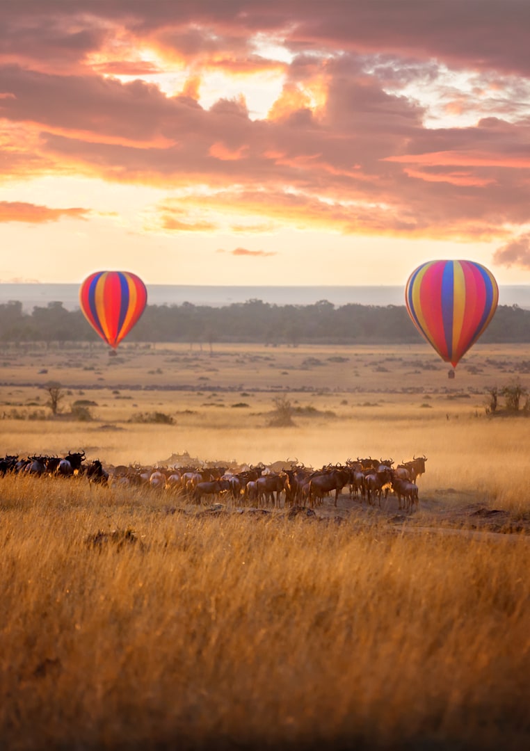 Hot air balloons over the Masai Mara at sunrise