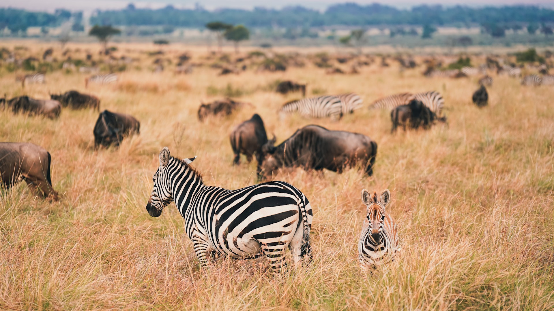 Ngorongoro