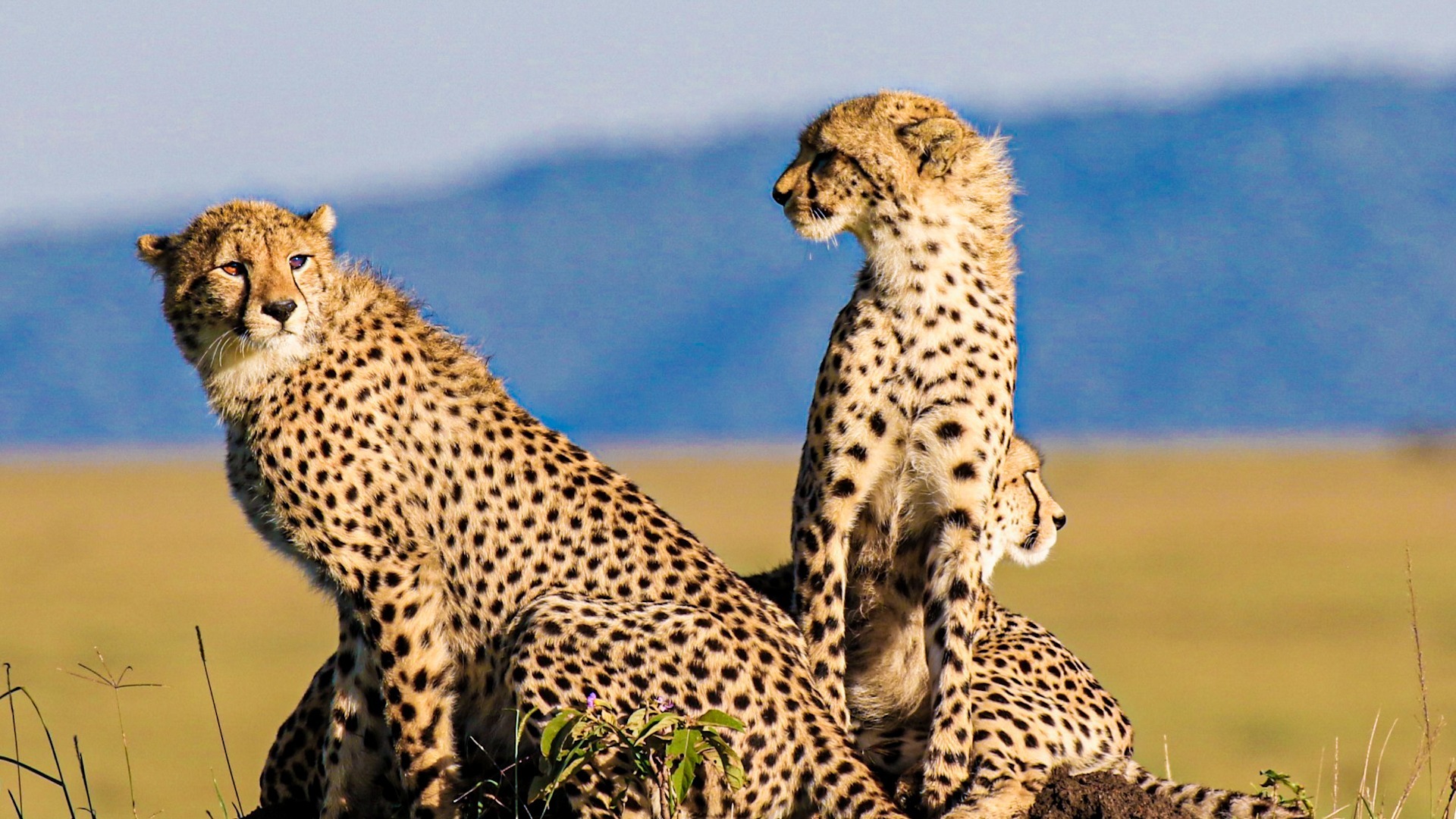 Cheetah, the greatest wildlife on earth