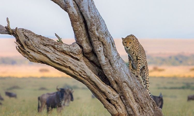 Cheetah