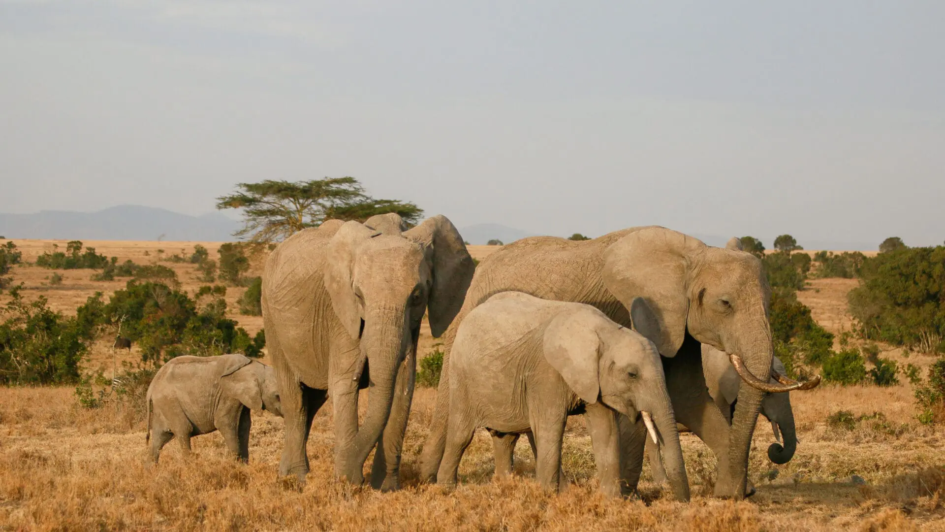 Amboseli