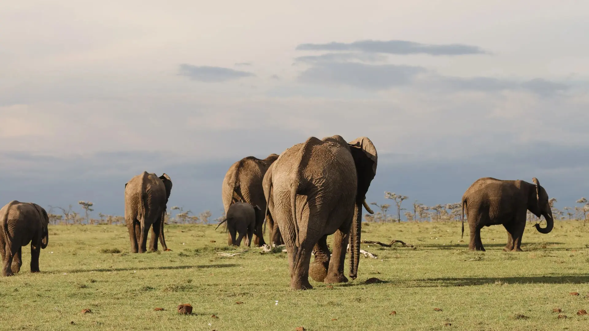 The Great Herds