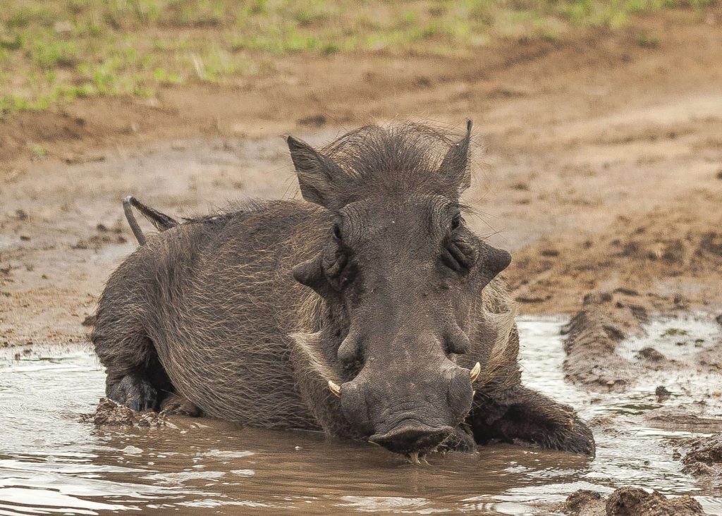 Warthog Mud Free To Use Images