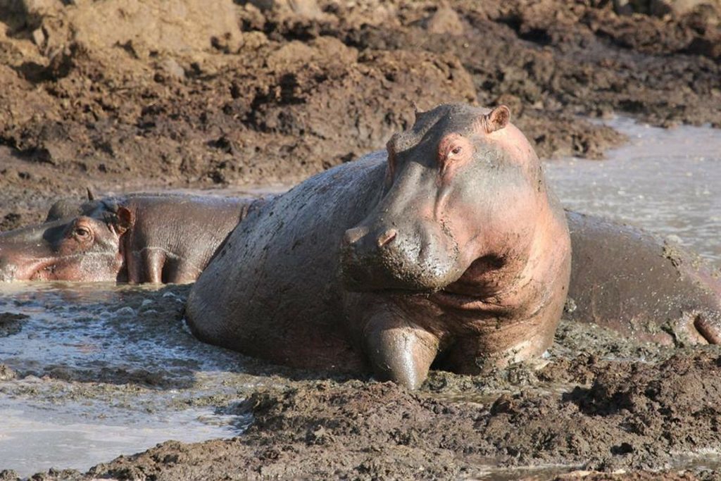 Hippo Mud – Free To Use Images
