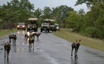 Why Are Safaris So Expensive? vehicles on game drive