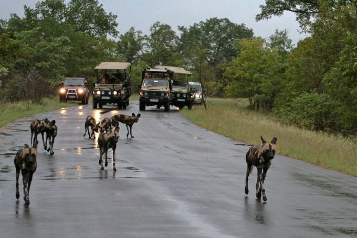 vehicles on game drive