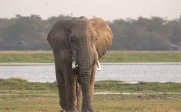 Masai Mara Is It Worth Visiting?