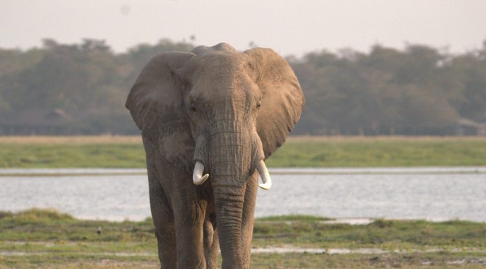 Masai Mara Is It Worth Visiting?