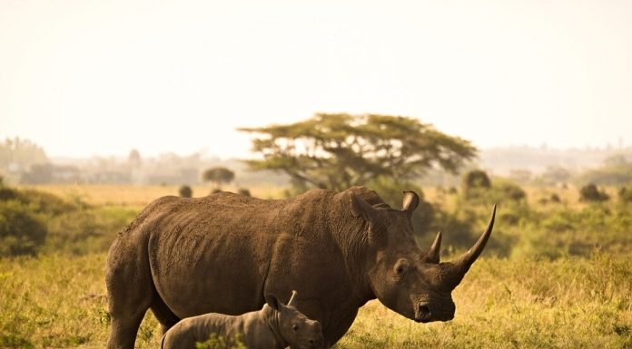 Which Is The Best African Country For A Safari? rhino kenya safari