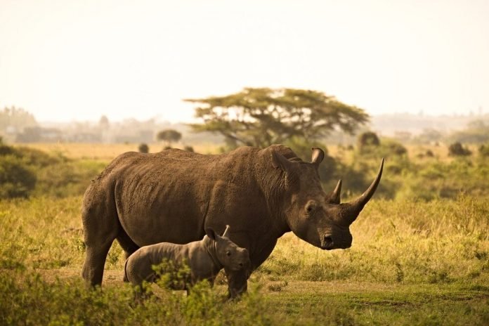rhino kenya safari