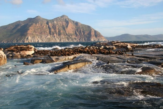 duiker-island-south-africa south africa adventure