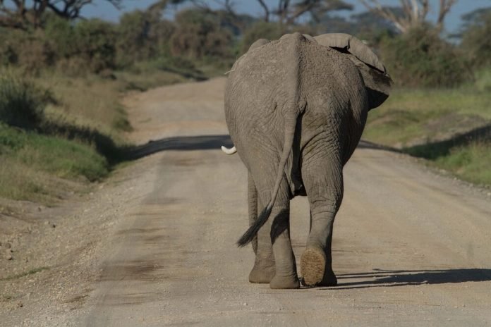 elephant-big-5 elephant in kenya big five safari