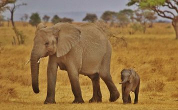 Is Kruger or Serengeti better elephant Serengeti
