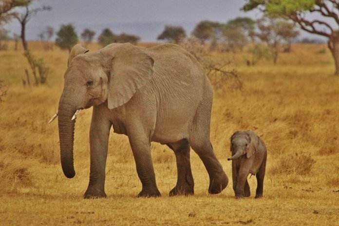 elephant-serengeti elephant Serengeti