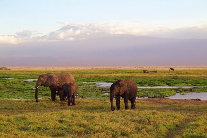 elephants-gc6769f8b2_1280