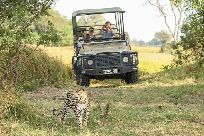 leopard-g963e25d5d_1280 Leopard on an african safari
