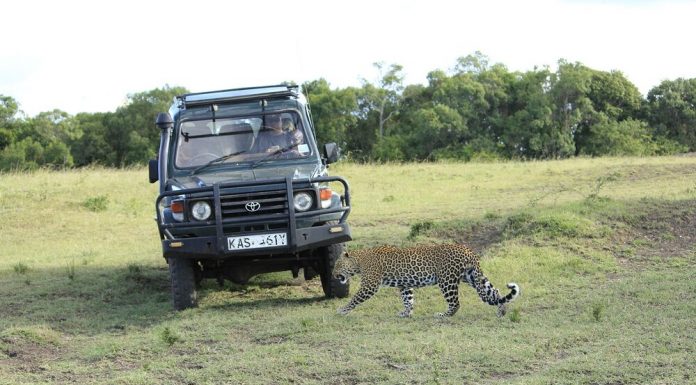 13 Things To Do In Masai Mara masai mara game drive