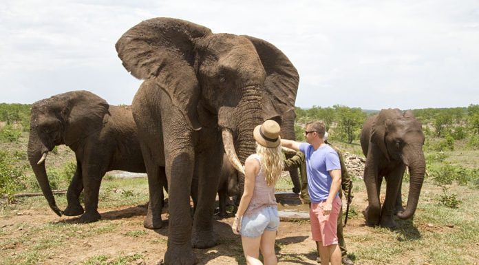 Elephant Back Safari Zambia