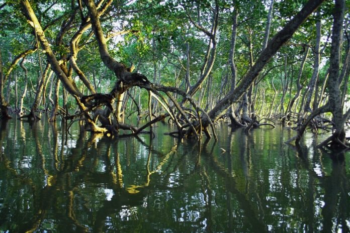 mida creek malindi