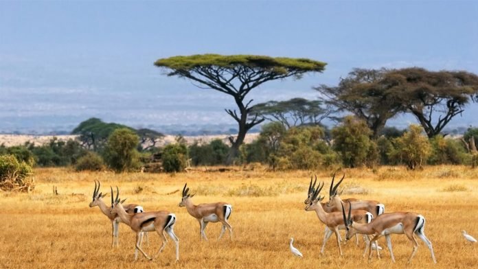 View from Amboseli