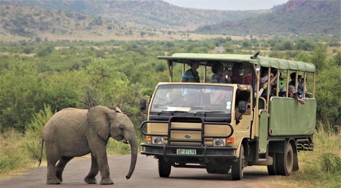What To Wear On Safari In South Africa