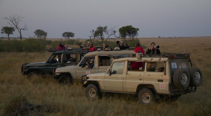 Is Masai Mara Expensive? masai mara game drive