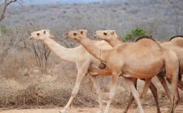 Kenya In August Camel derby Kenya