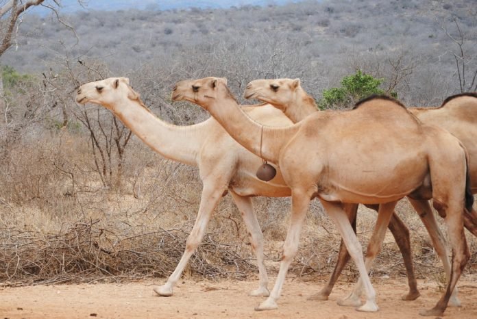 Camel derby Kenya